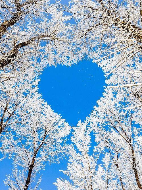 Wonderful Heart Shaped Trees10