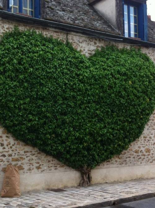 Wonderful Heart Shaped Trees3