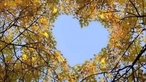 Wonderful Heart Shaped Trees6